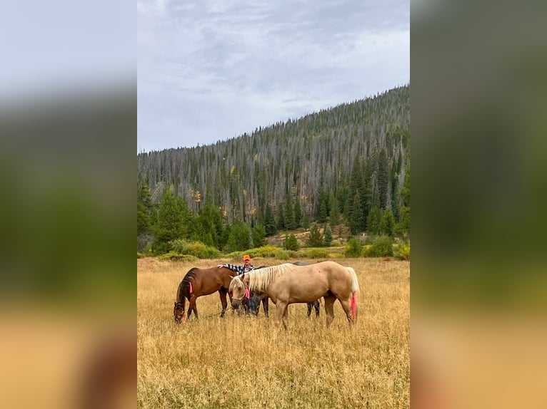 American Quarter Horse Gelding 6 years 16 hh Palomino in Rockville