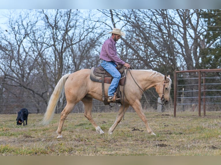 American Quarter Horse Gelding 6 years 16 hh Palomino in Rockville