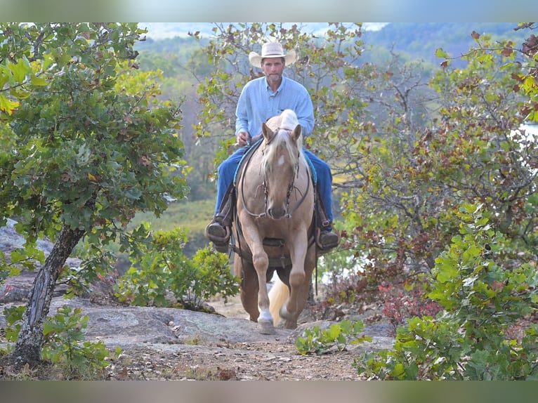 American Quarter Horse Gelding 6 years 16 hh Palomino in Rockville