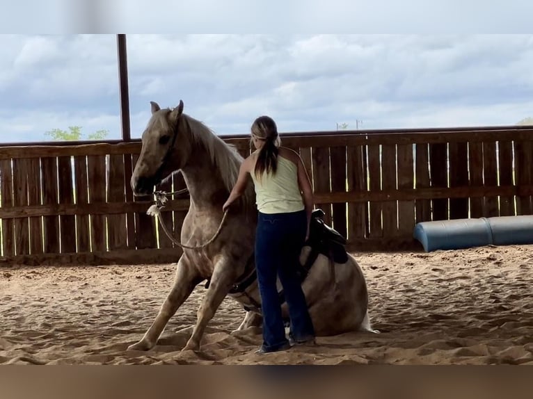 American Quarter Horse Gelding 6 years 16 hh Palomino in Ravenna, TX
