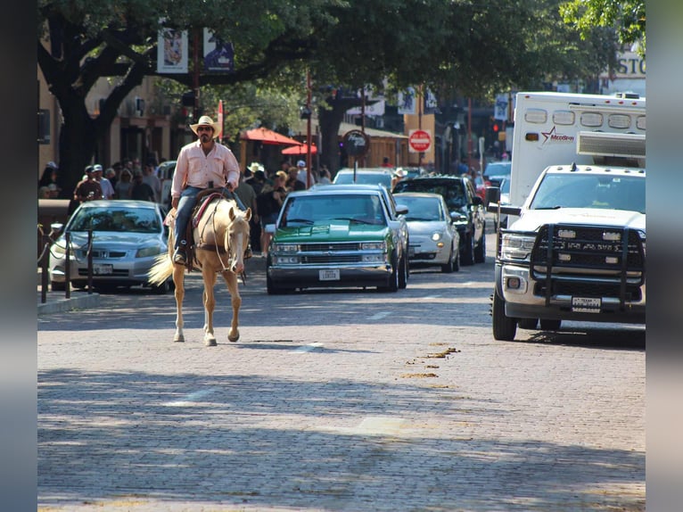 American Quarter Horse Gelding 6 years 16 hh Palomino in Stephenville, TX