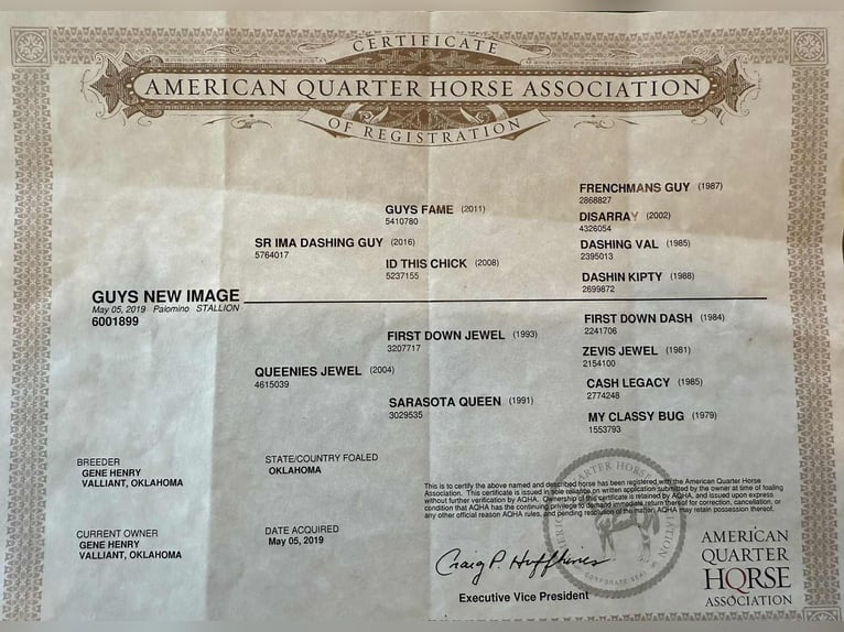 American Quarter Horse Gelding 6 years 16 hh Palomino in Stephenville, TX
