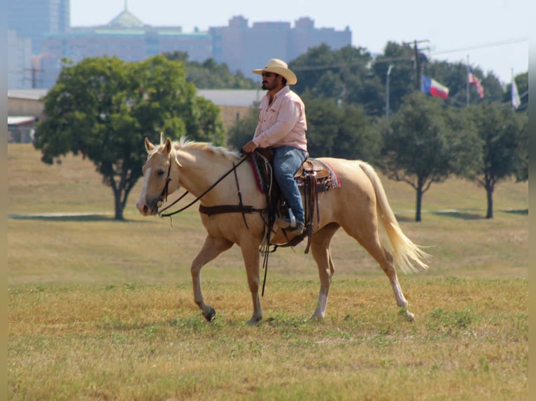 American Quarter Horse Gelding 6 years 16 hh Palomino in Stephenville, TX