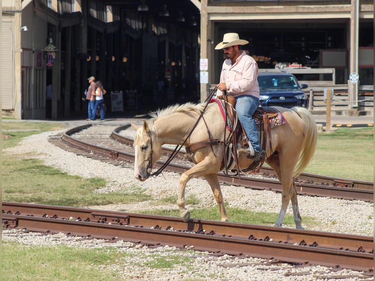 American Quarter Horse Gelding 6 years 16 hh Palomino in Stephenville, TX