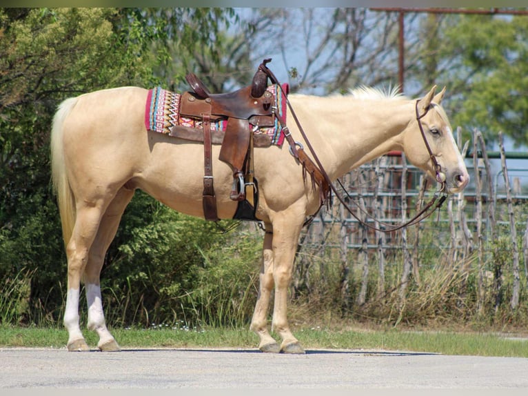 American Quarter Horse Gelding 6 years 16 hh Palomino in Stephenville, TX