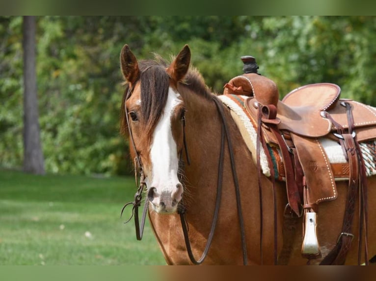 American Quarter Horse Gelding 6 years 16 hh Roan-Bay in Van Horne IA