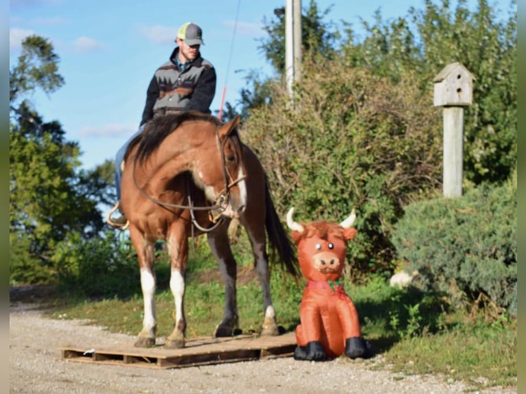 American Quarter Horse Gelding 6 years 16 hh Roan-Bay in Van Horne IA