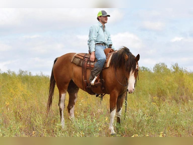 American Quarter Horse Gelding 6 years 16 hh Roan-Bay in Van Horne IA