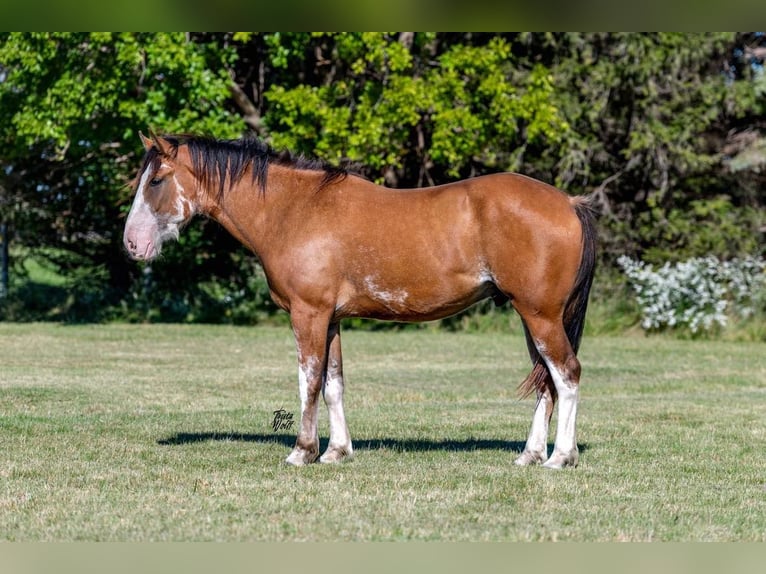 American Quarter Horse Gelding 6 years 16 hh Roan-Bay in Van Horne IA