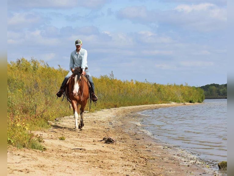 American Quarter Horse Gelding 6 years 16 hh Roan-Bay in Van Horne IA