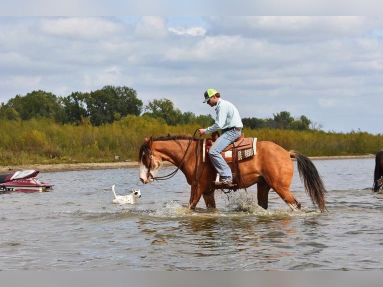 American Quarter Horse Gelding 6 years 16 hh Roan-Bay in Van Horne IA