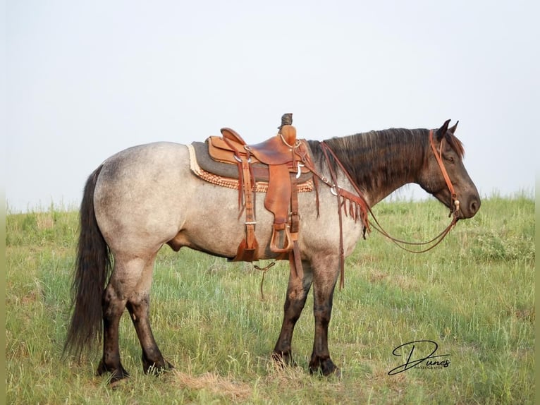 American Quarter Horse Mix Gelding 6 years 16 hh Roan-Blue in Thedford, NE