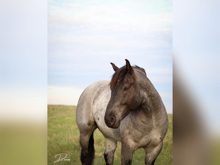 American Quarter Horse Mix Gelding 6 years 16 hh Roan-Blue in Thedford, NE