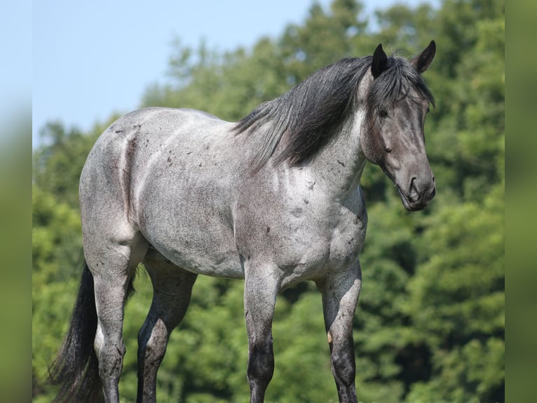 American Quarter Horse Gelding 6 years 16 hh Roan-Blue in Mount Vernon