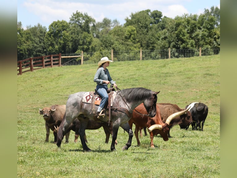 American Quarter Horse Gelding 6 years 16 hh Roan-Blue in Mount Vernon