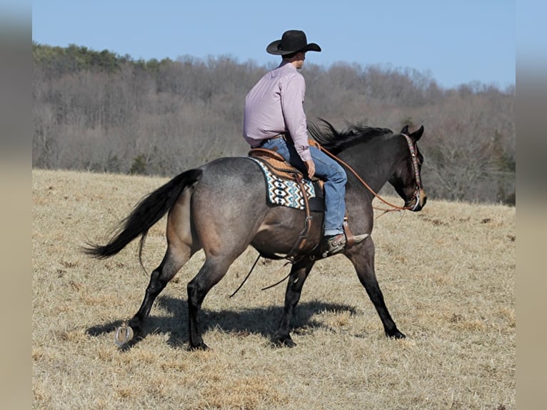 American Quarter Horse Gelding 6 years 16 hh Roan-Blue in Mount Vernon KY