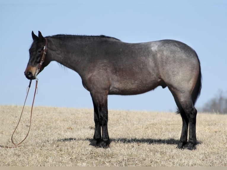 American Quarter Horse Gelding 6 years 16 hh Roan-Blue in Mount vernon KY