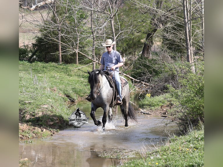 American Quarter Horse Gelding 6 years 16 hh Roan-Blue in Mount Vernon