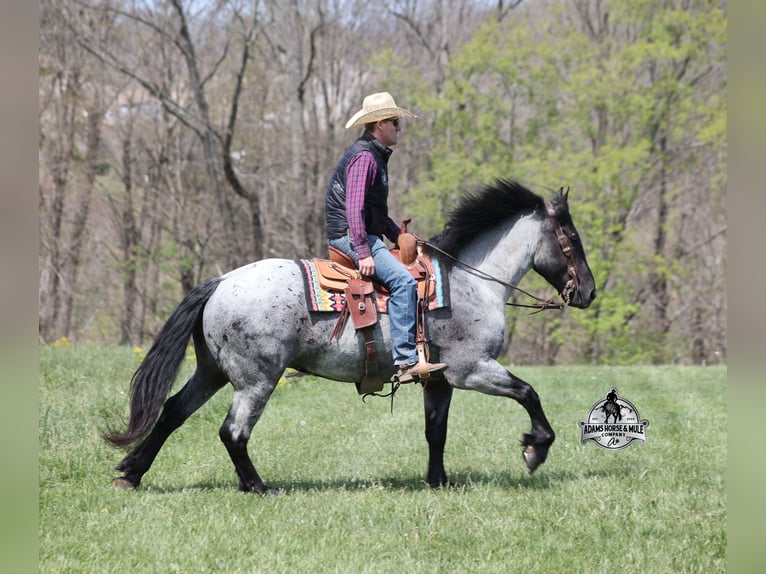American Quarter Horse Gelding 6 years 16 hh Roan-Blue in Mount Vernon