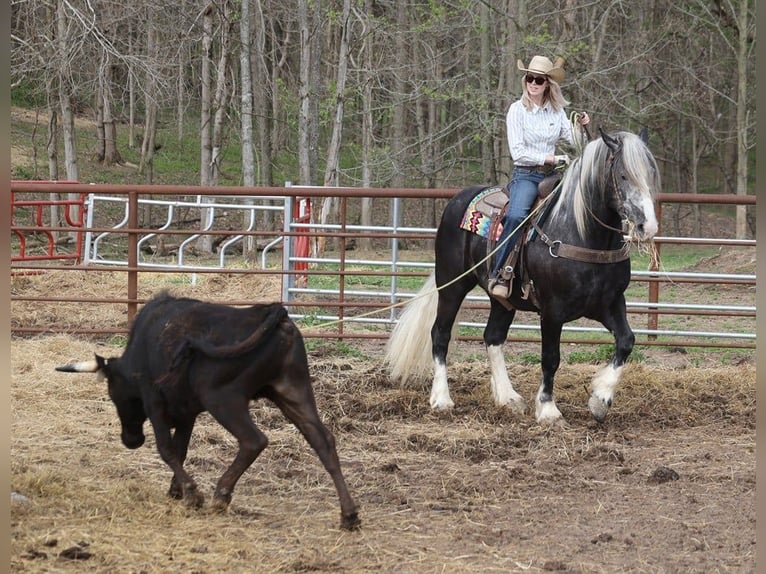 American Quarter Horse Gelding 6 years 16 hh Tobiano-all-colors in Mount Vernon KY