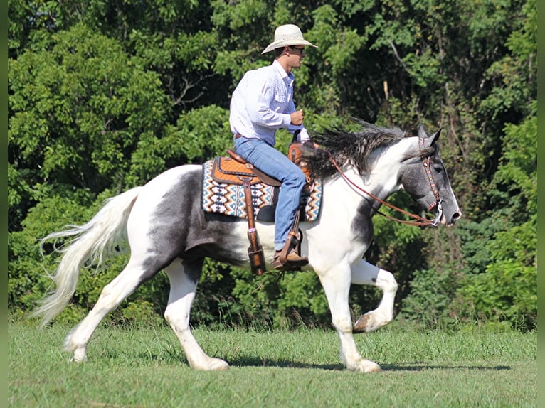 American Quarter Horse Gelding 6 years 16 hh Tobiano-all-colors in Brodhead Ky