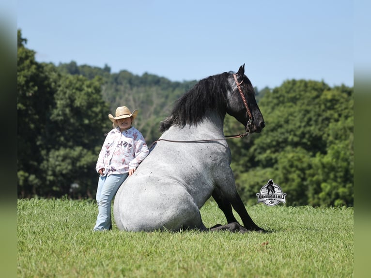 American Quarter Horse Gelding 6 years 16 hh  in Mount Vernon