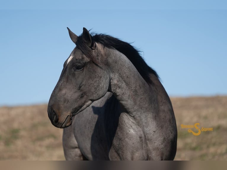 American Quarter Horse Gelding 6 years 16,1 hh Roan-Blue in Bogard MO