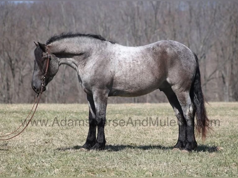 American Quarter Horse Gelding 6 years 16,1 hh Roan-Blue in Mount Vernon