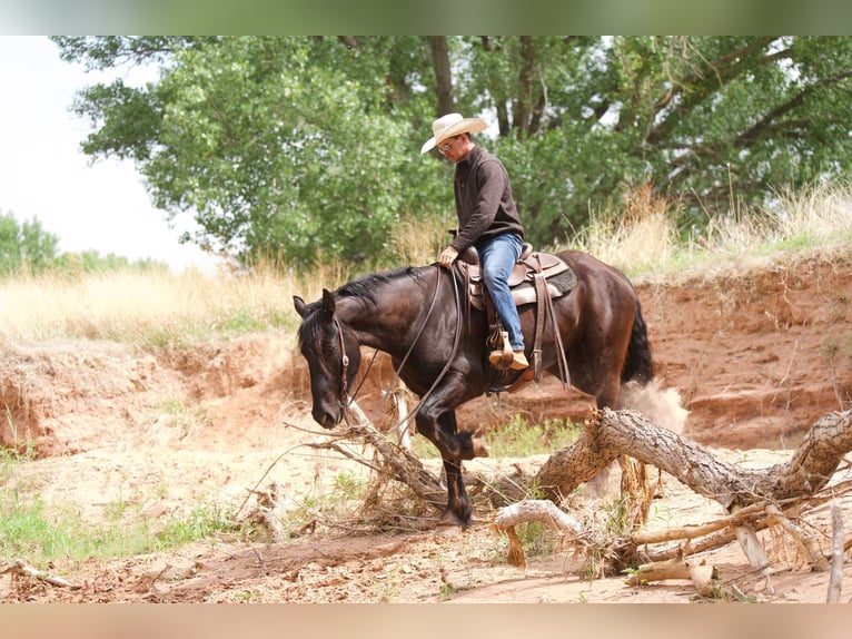 American Quarter Horse Gelding 6 years 16,2 hh Black in Canyon TX