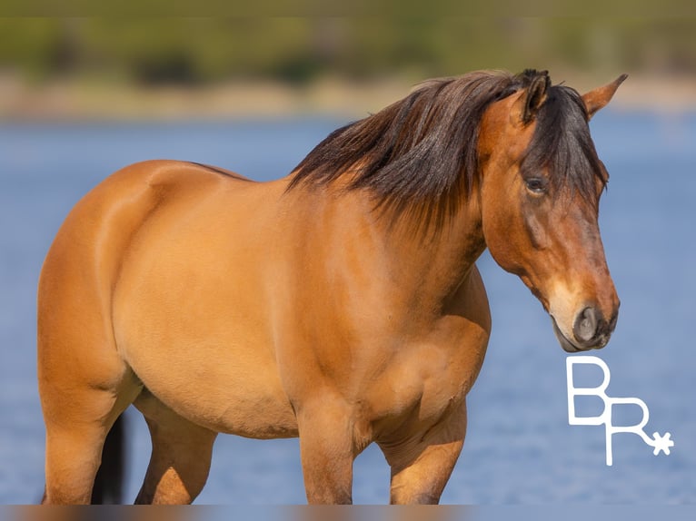 American Quarter Horse Gelding 6 years 16,2 hh Dun in Mountain Grove MO