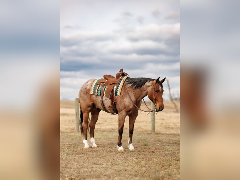 American Quarter Horse Gelding 6 years 16,2 hh Roan-Bay in Quitman
