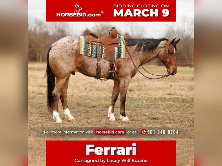 American Quarter Horse Gelding 6 years 16,2 hh Roan-Bay in Quitman