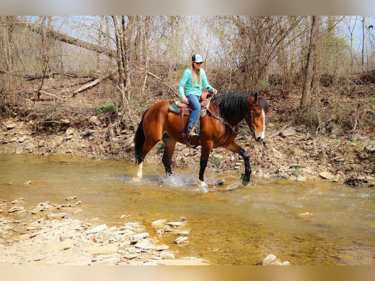 American Quarter Horse Gelding 6 years 16,3 hh Bay in Hillsboro KY