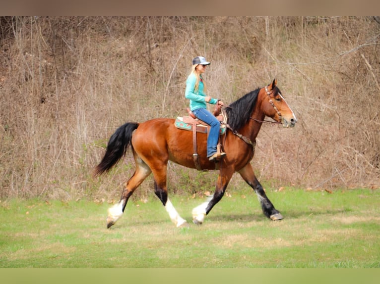 American Quarter Horse Gelding 6 years 16,3 hh Bay in Hillsboro KY
