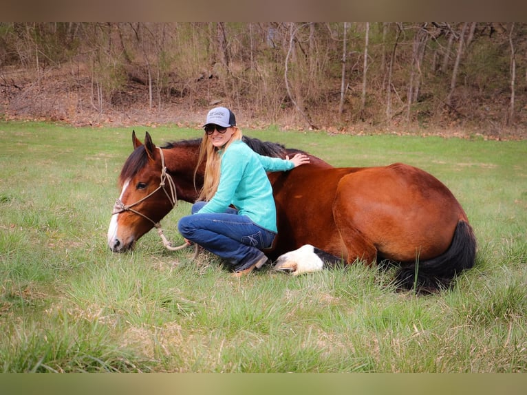 American Quarter Horse Gelding 6 years 16,3 hh Bay in Hillsboro KY