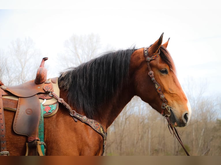 American Quarter Horse Gelding 6 years 16,3 hh Bay in Hillsboro KY