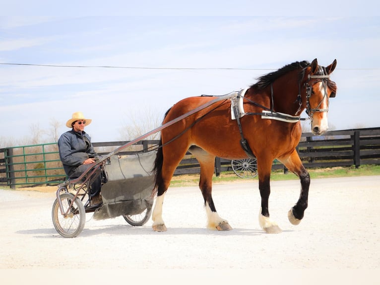 American Quarter Horse Gelding 6 years 16,3 hh Bay in Hillsboro KY