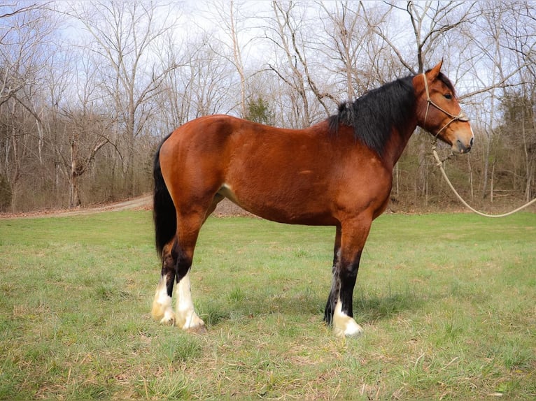 American Quarter Horse Gelding 6 years 16,3 hh Bay in Hillsboro KY