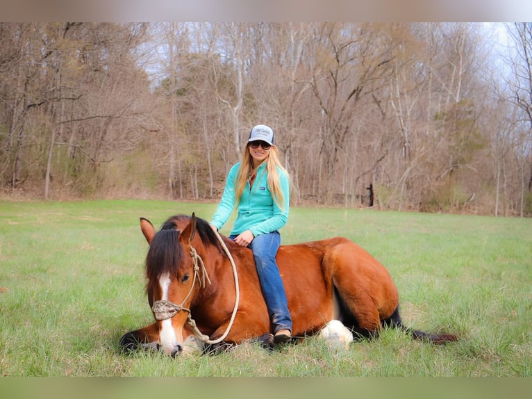 American Quarter Horse Gelding 6 years 16,3 hh Bay in Hillsboro KY