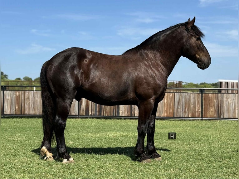 American Quarter Horse Gelding 6 years 16,3 hh Black in Jacksboro TX