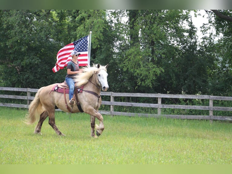 American Quarter Horse Gelding 6 years 17,1 hh Gray in Highland MI