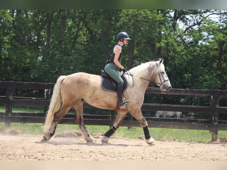 American Quarter Horse Gelding 6 years 17,1 hh Gray in Highland MI