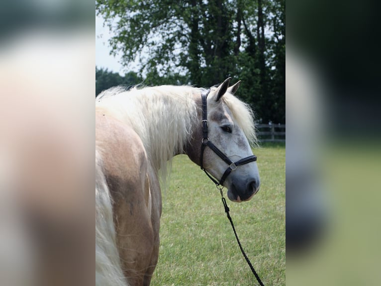 American Quarter Horse Gelding 6 years 17,1 hh Gray in Highland MI