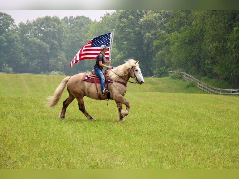 American Quarter Horse Gelding 6 years 17,1 hh Gray in Highland MI