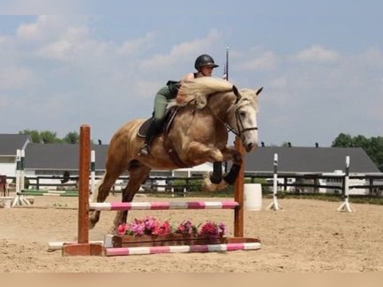 American Quarter Horse Gelding 6 years 17,1 hh Gray in Highland MI