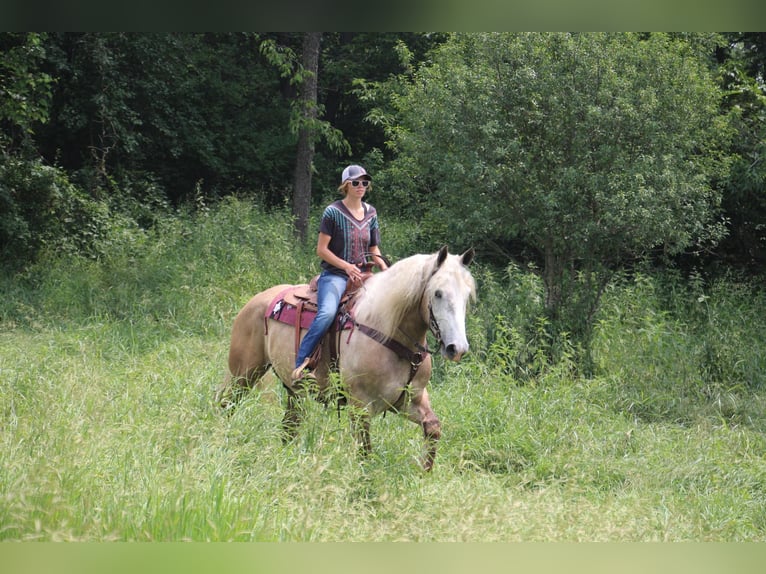 American Quarter Horse Gelding 6 years 17,1 hh Gray in Highland MI