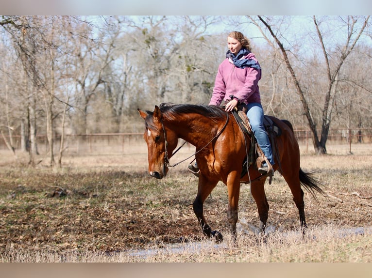American Quarter Horse Mix Gelding 6 years 17 hh Bay in Athens