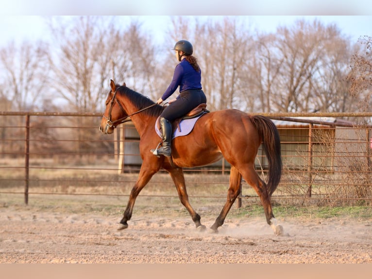 American Quarter Horse Mix Gelding 6 years 17 hh Bay in Athens