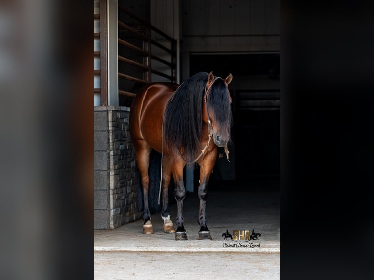 American Quarter Horse Gelding 6 years Bay in Holland