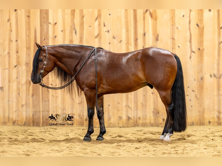 American Quarter Horse Gelding 6 years Bay in Holland
